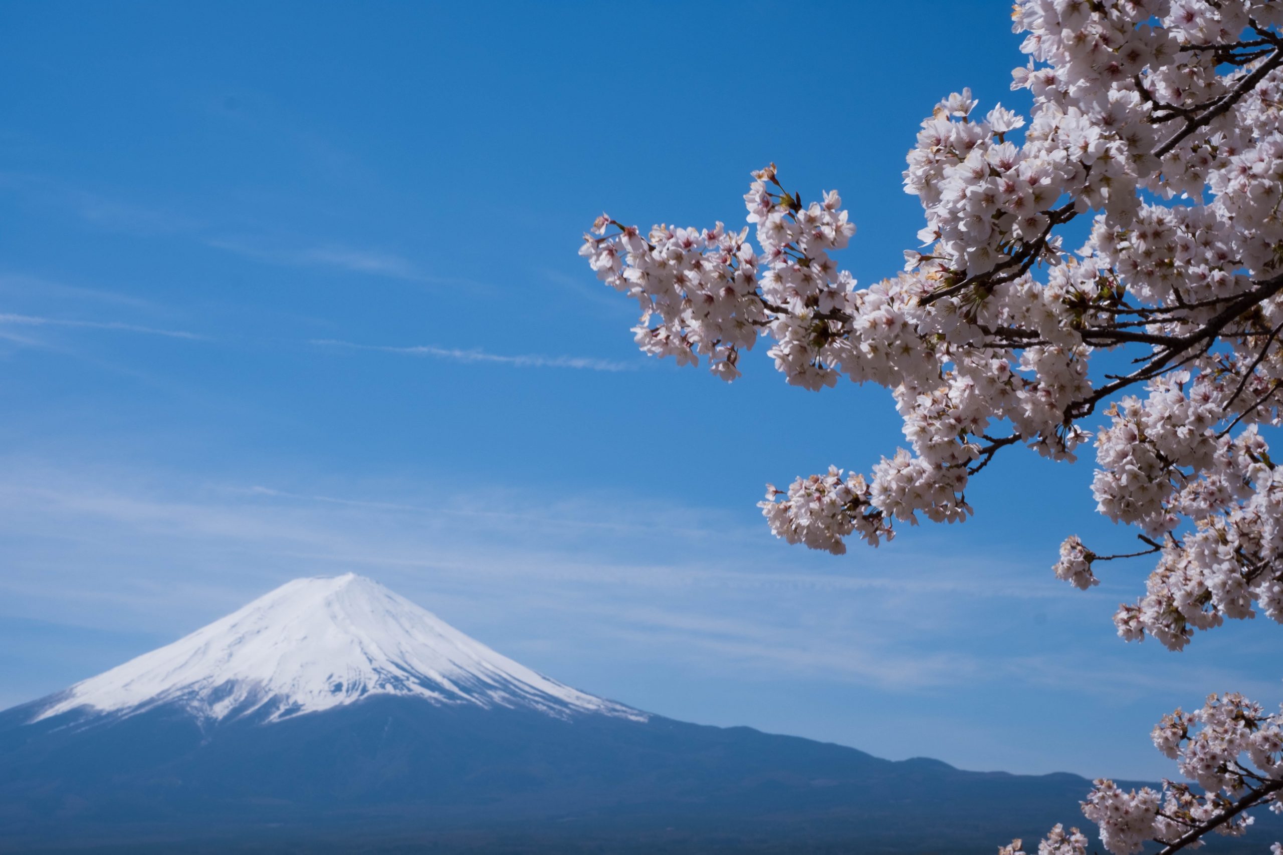 A cherry Blossom Tree overlooking Mt. Fuji