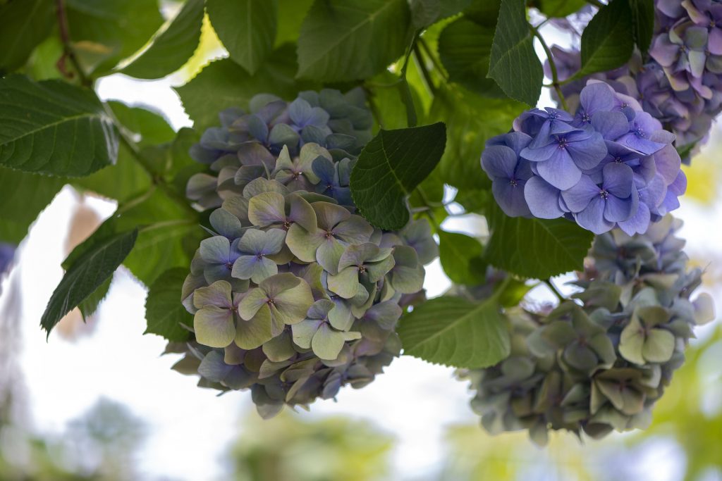 Hydrangea flowers in full bloom during Japan's rainy season.