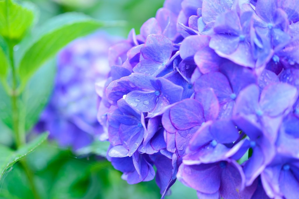 hydrangeas in Japan during Japan's rainy season.