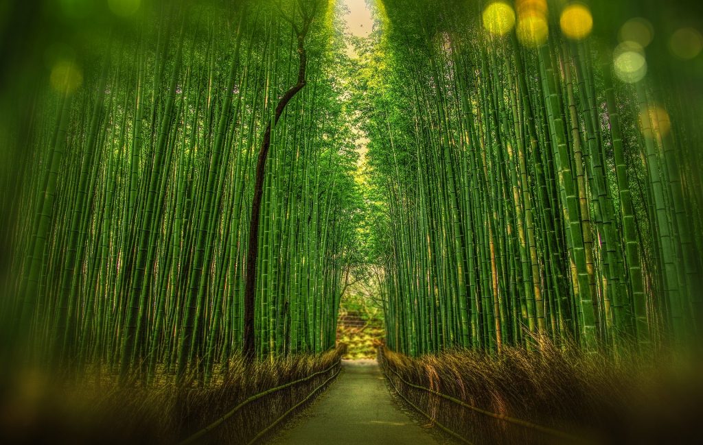 What are the top places to go to or sights to see in Kyoto?
Tall bamboos at the bamboo forest in the small town of Karashiyama. 