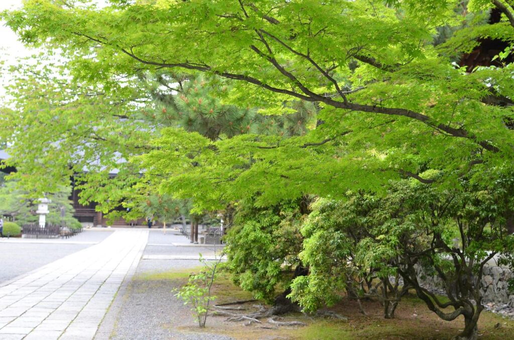 Traditional temple walkway in Kyoto Japan